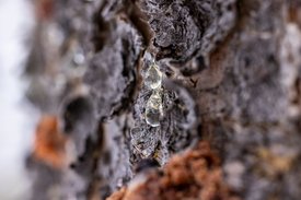 Mastix-Harz (Pistacia lentiscus) – seit 2.500 Jahren in der mediterranen Medizin