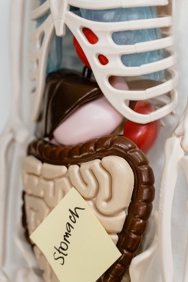 Magenanatomie – hier wirkt Masticadienolsäure, aber nur wenn sie in Kapselform ankommt
